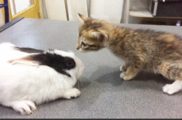 Reaction from kitten to rabbit 😍Funny Baby Cute Kitten Meowing