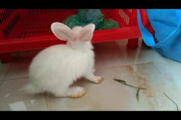 খরগোশ পালন পদ্ধতি । Cute Rabbit Baby ~ Beautiful Bunny