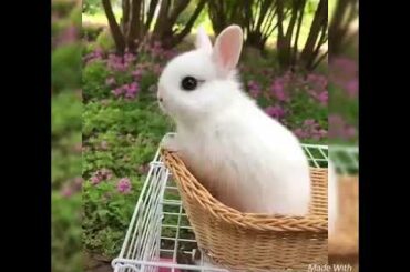 cute rabbit puppies 😃😍🥰