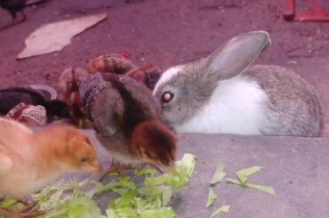 cute bunny eating with chicks family