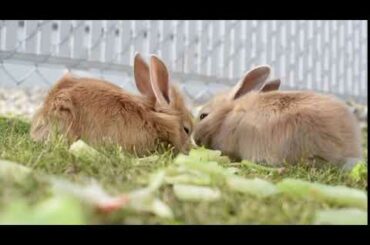 Cute bunny's 4K stock video