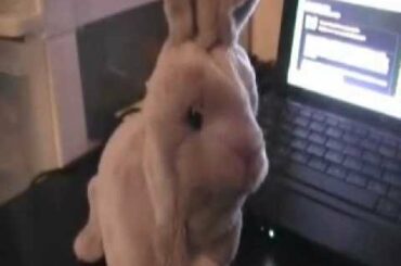 FurReal Friends Baby Bunny