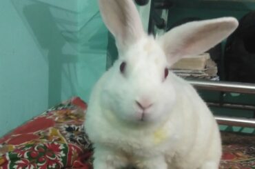 My Cute Bunny Is Playing | My Rabbit Funny Video | Bunny cute bunny