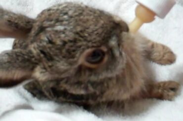 feeding bunny the baby bunny rabbit nom nom nom nom
