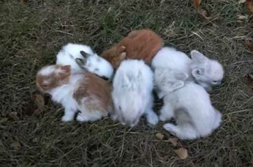Faith's, Athena's & Heidi's Litters ~ 2 Weeks Old ~ Baby Lionhead Bunnies