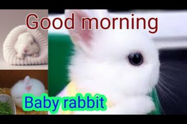 good morning images for Baby rabbits || whatsupstatusvideo