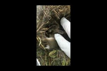 I found baby rabbits in my lawn!