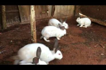 So cute | rabbits