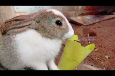 cute bunny eating cutely