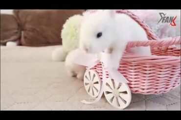 The Cutest Baby Bunny Rabbit