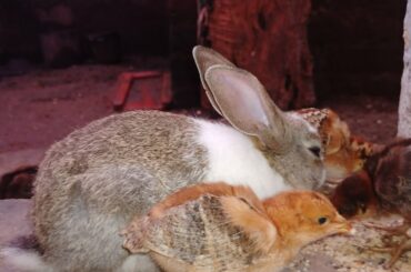 cute bunny and chicks eating together