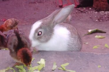 cute bunny eating with chicks grew