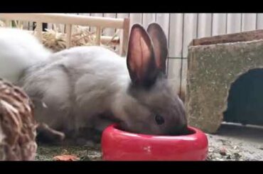 cute rabbit eating