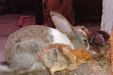 cute bunny and chicks eating together