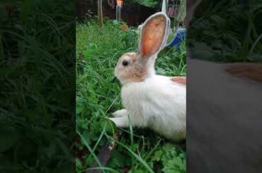 My cute rabbit😍😍
