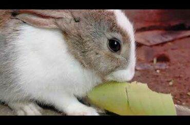 bunny eating cutely