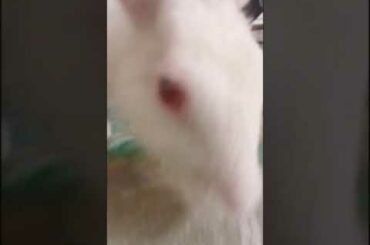 Cute rabbit video
