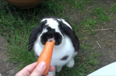 Cute bunny rabbit has carrot stolen from him