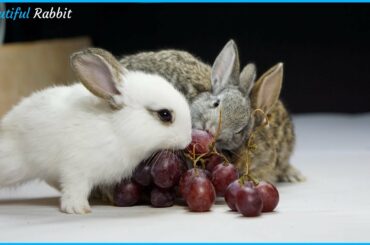 Beautiful Baby Rabbits Eating Grape ASMR very happy with his friends