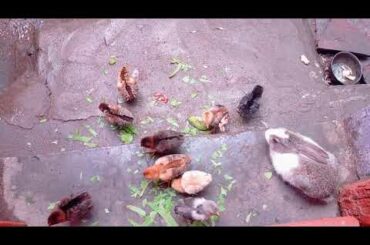 chicks eating with bunny