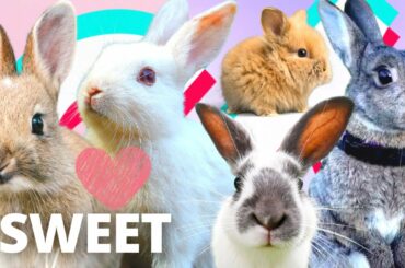 Funny and Cute Baby Bunny Rabbit on Tiktok 2020 ❤️🥰 | Animal Tik Tok