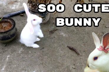 Cute baby Rabbit Playing on The Rooftop.