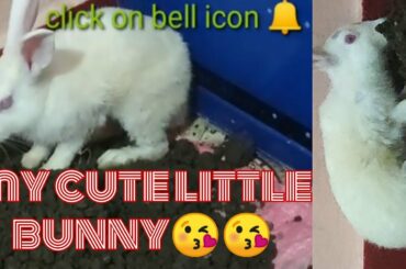 My Cute Little Bunny Playing on Soil