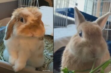 Cute and Funny Bunny Videos Compilation - The cutest Rabbit animals in the world 2020