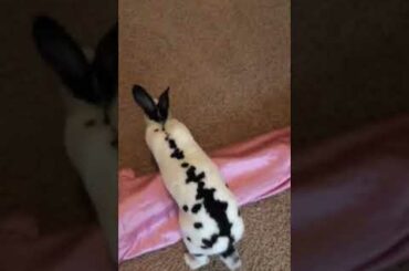 My cute bunny