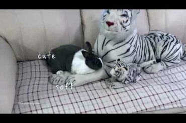 Cute bunny gets a little jealous