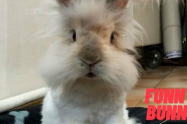 Funny Rabbit - Cute And Funny Bunny Rabbit Videos