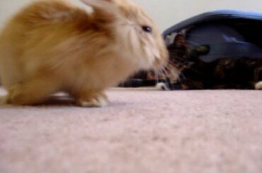 Kitten & Baby Bunny  playing