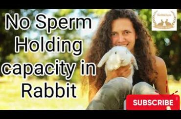 No sperm Holiday  capacity  in Rabbit #Rabbitfarmkerala #muyalafarm #bethlehemrabbitfarm