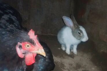 motherless cute bunny living with Chicken