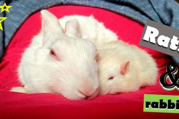 Funny White Mice Loves Rabbit | Very Cute White Mice and White Rabbit | Part 2