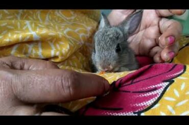 Baby rabbit having carrot for the first time🥺