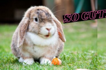Cute Rabbits-Funny Baby Bunny Rabbit Videos #1 /online zoo