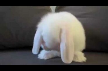 Cute Baby Bunny Washing Her Face