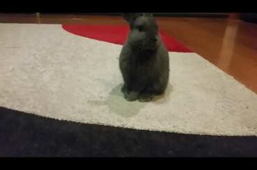 extremely cute Rabbit  #rabbit
