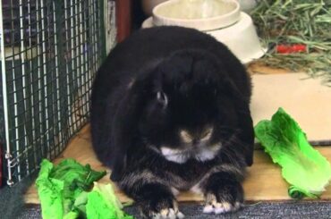 Cute Black Rabbit