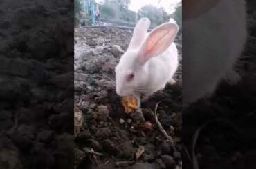 Funny and cute rabbits baby food eating video