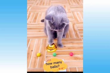 💗Omg! So Cute Pets ♥ Cute Baby Animals & Funny Pets Video Compilation 💗Cute Moments