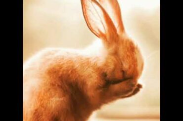 cute bunny edit