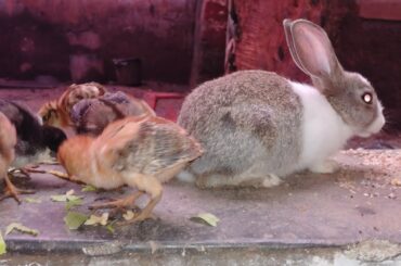 chicks and bunny eating together
