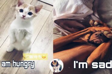 cuTe cat - Cute and Funny Baby Cat and dog Videos Compilation #34 || koko animals