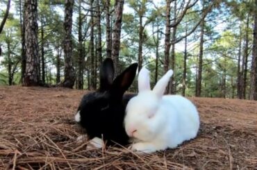 Cute rabbit meets his friend