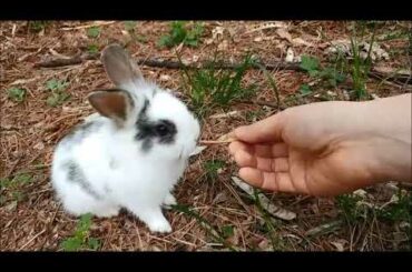 작은 요정들 - 공원에서 태어난 아기 토끼(Cute baby rabbits born in the park)