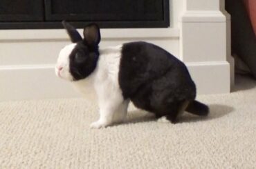 Rabbit freaks out when I drop a dish