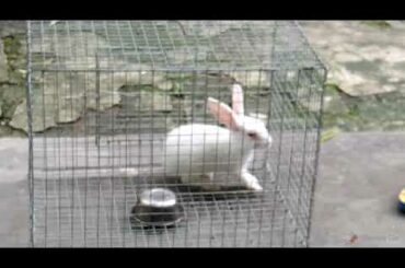 A cute rabbit 😍