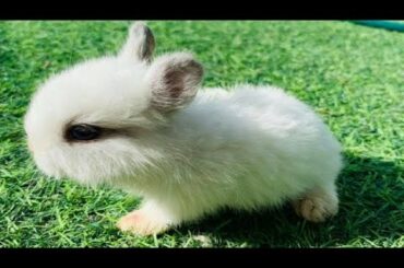 Funny and Cute Baby Bunny Rabbit Videos